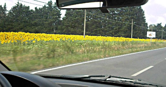 sunflowers tuscany