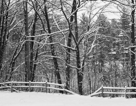 snowy Gaylord woody slope (9)