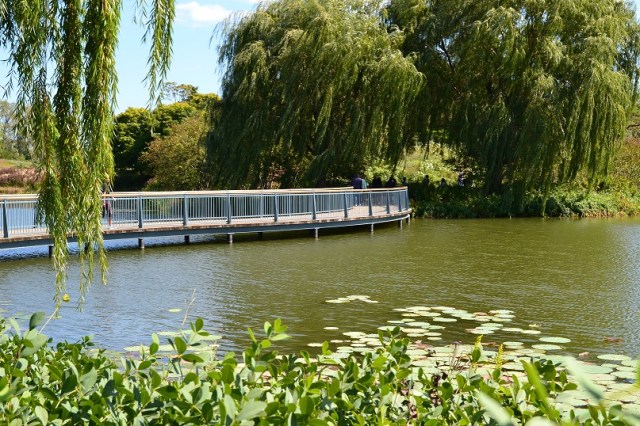 Que Sera Sara -- Chicago Botanical Garden Serpentine Bridge